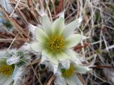 Pulsatilla taraoi