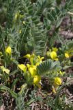 Astragalus anisomerus