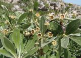 Pyrus elaeagrifolia. Верхушка растения с завязавшимися плодами. Крым, Ялтинский горно-лесной природный заповедник, Ай-Петри. 23.05.2013.