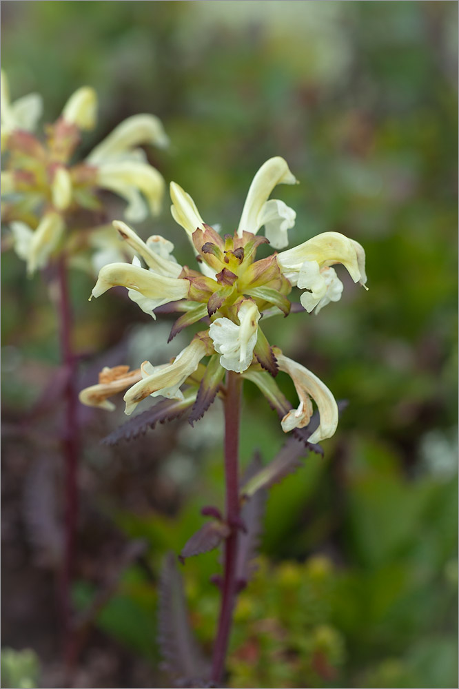 Изображение особи Pedicularis lapponica.