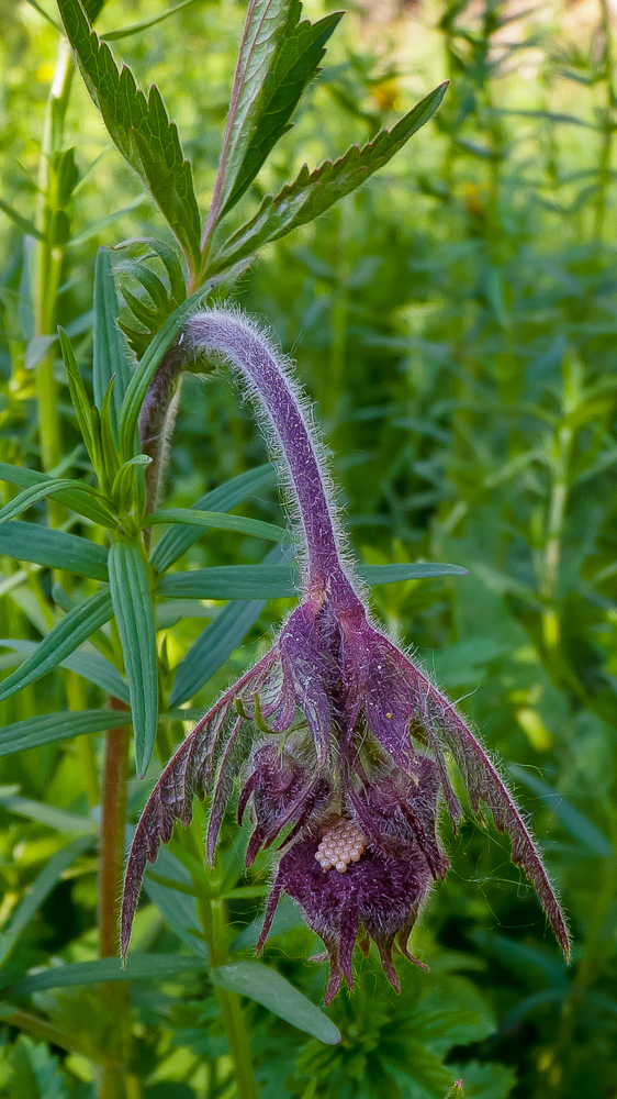 Изображение особи Geum rivale.