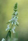 Stachys atherocalyx