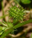 Medicago polymorpha