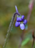 Pinguicula villosa. Цветок. Архангельская обл., Соловки, о. Бол. Соловецкий, сфагновое болото. 02.07.2008.