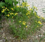 Senecio vernalis