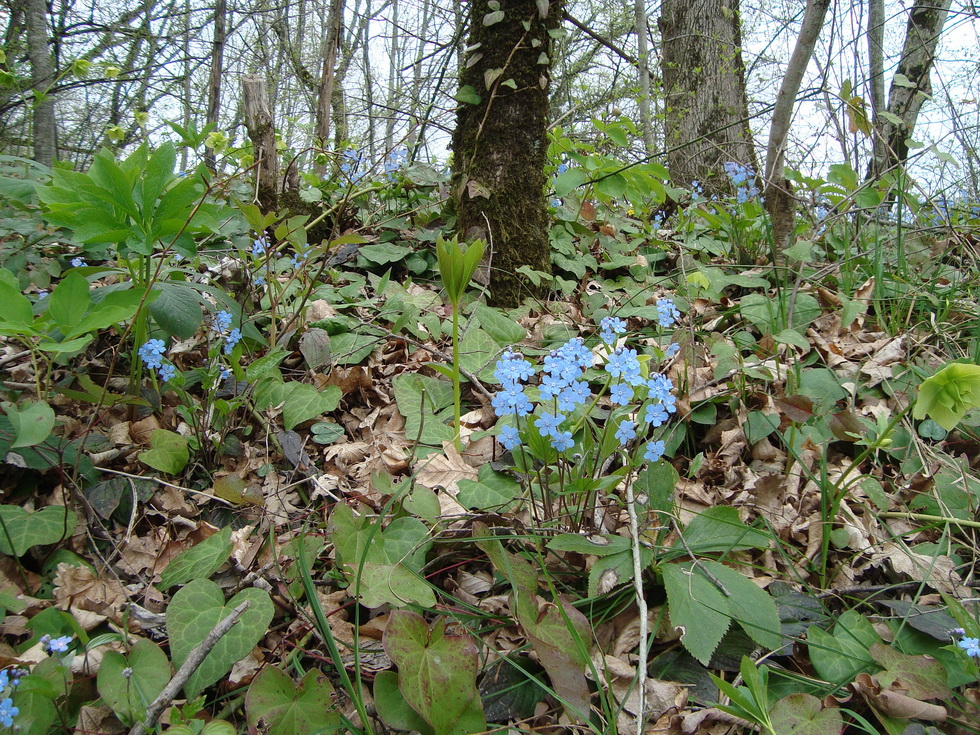 Image of Omphalodes cappadocica specimen.