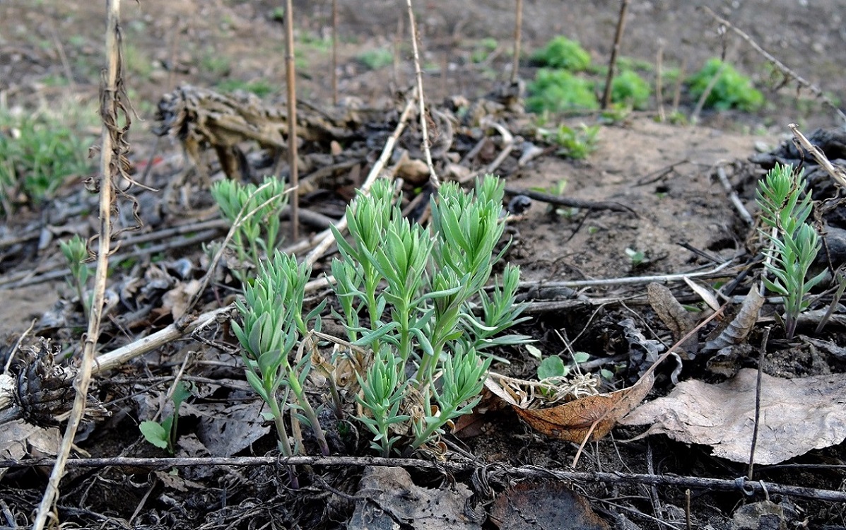 Изображение особи Linaria vulgaris.