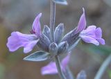 Stachys inflata