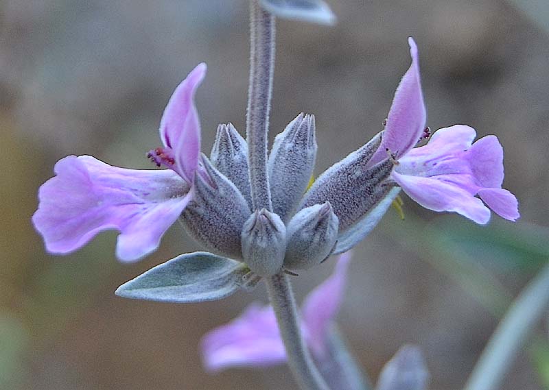 Изображение особи Stachys inflata.