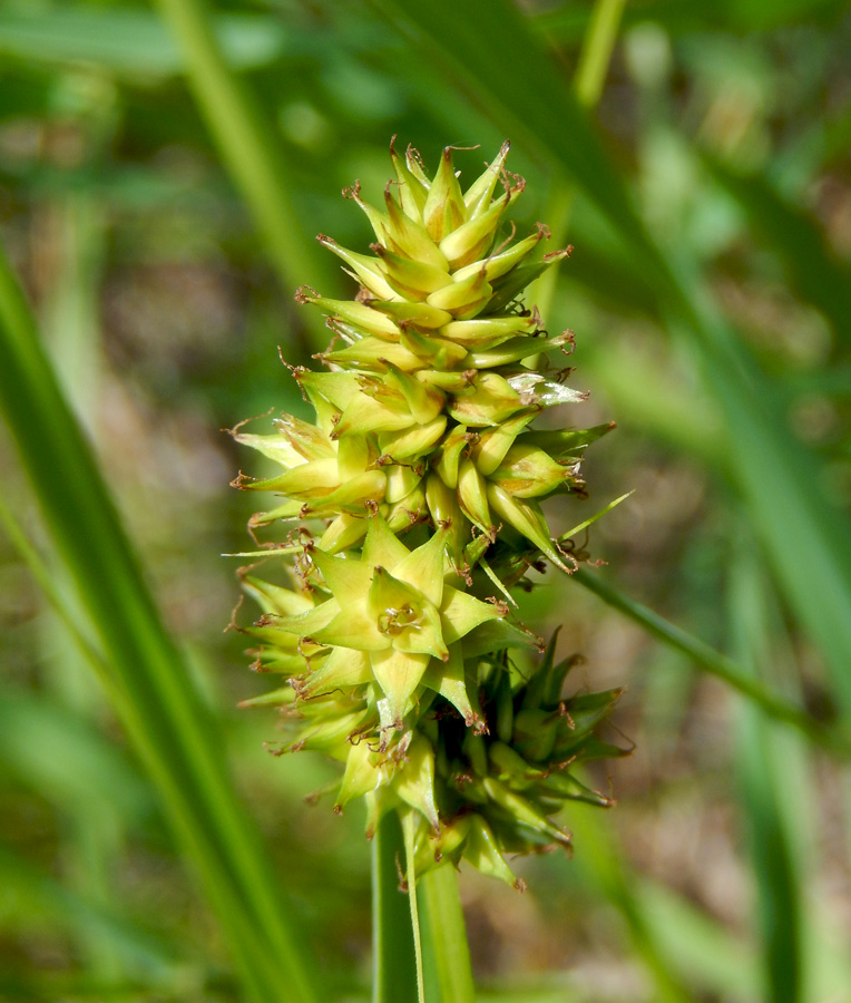 Изображение особи Carex spicata.