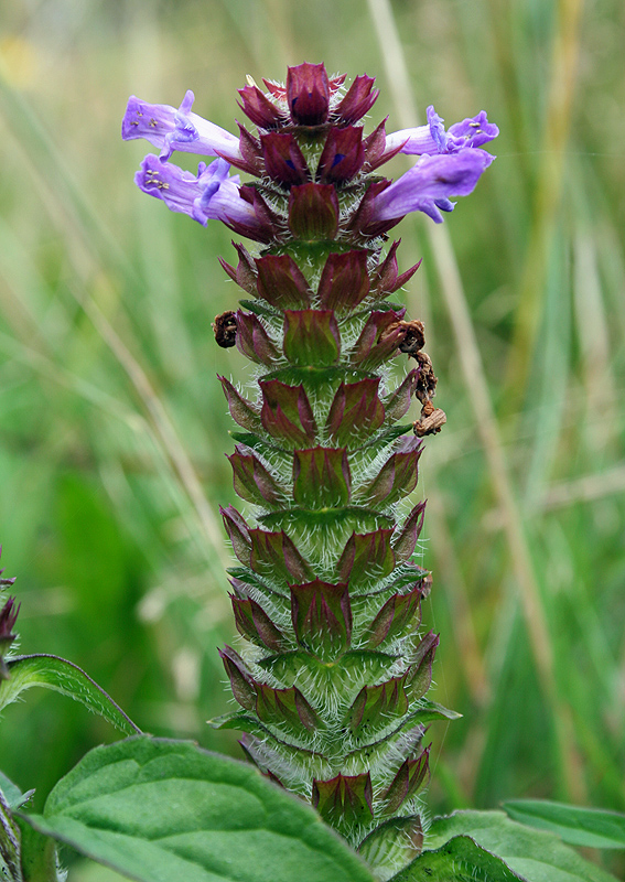 Изображение особи Prunella vulgaris.