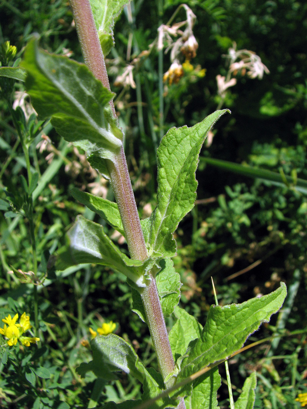 Image of Campanula bononiensis specimen.