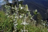 Eryngium giganteum. Верхушки цветущих растений. Республика Адыгея, Майкопский р-н, ок. 3 км к северу от пос. Гузерипль, восточный склон горы Казачья, выс. ок. 1200 м н.у.м., луг. 23.07.2016.