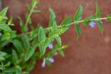 Scutellaria galericulata