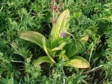 Veratrum nigrum