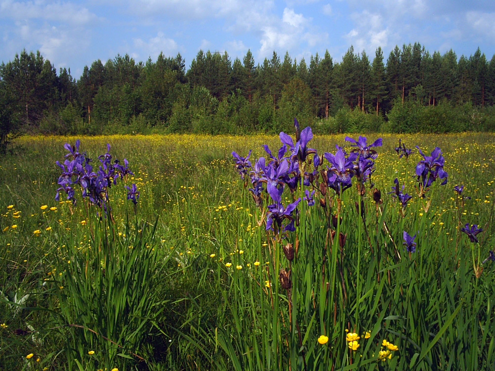 Изображение особи Iris sibirica.