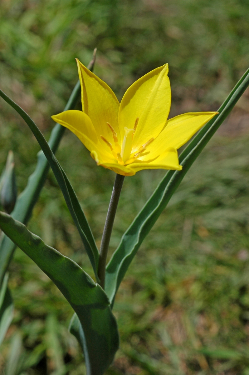 Изображение особи Tulipa altaica.