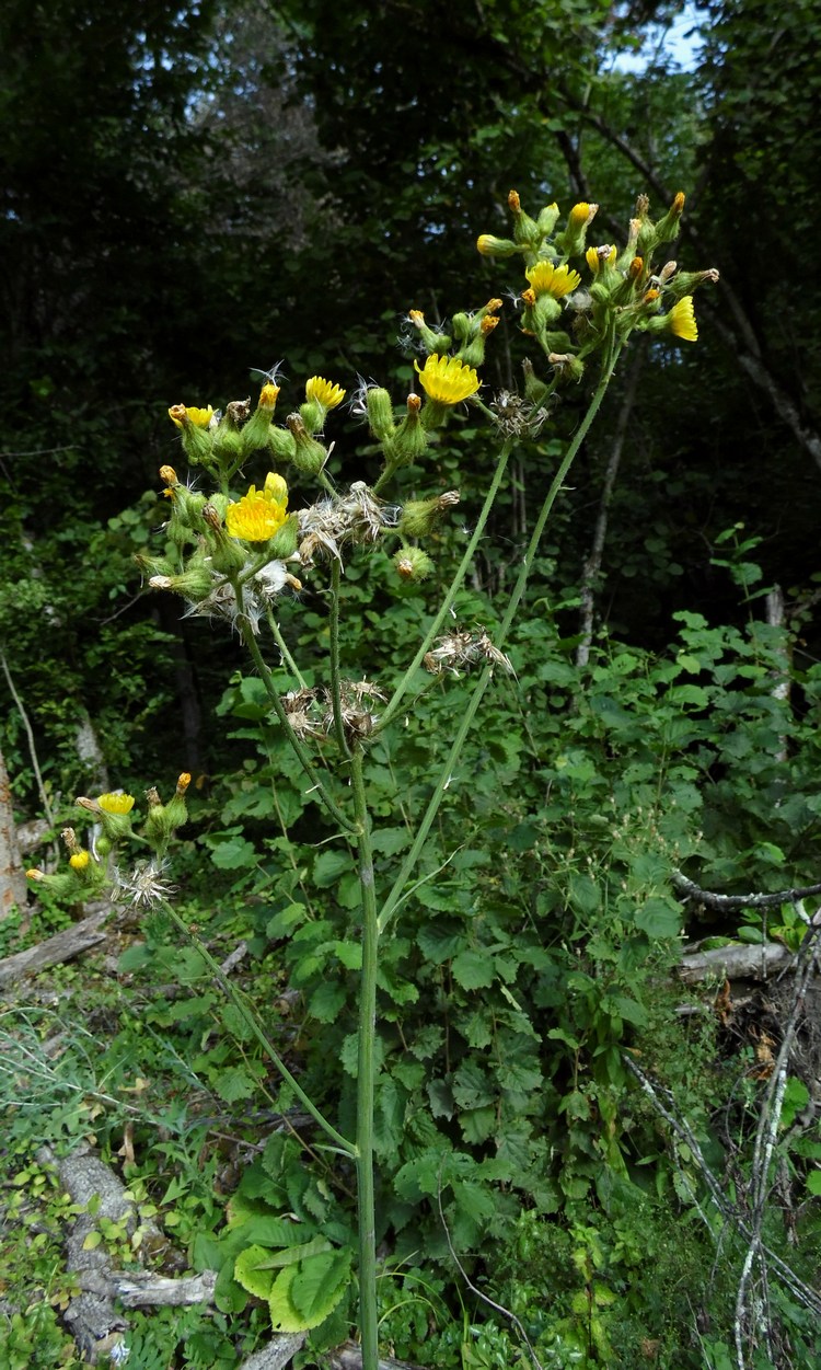 Изображение особи Sonchus palustris.