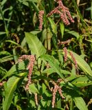 Persicaria lapathifolia