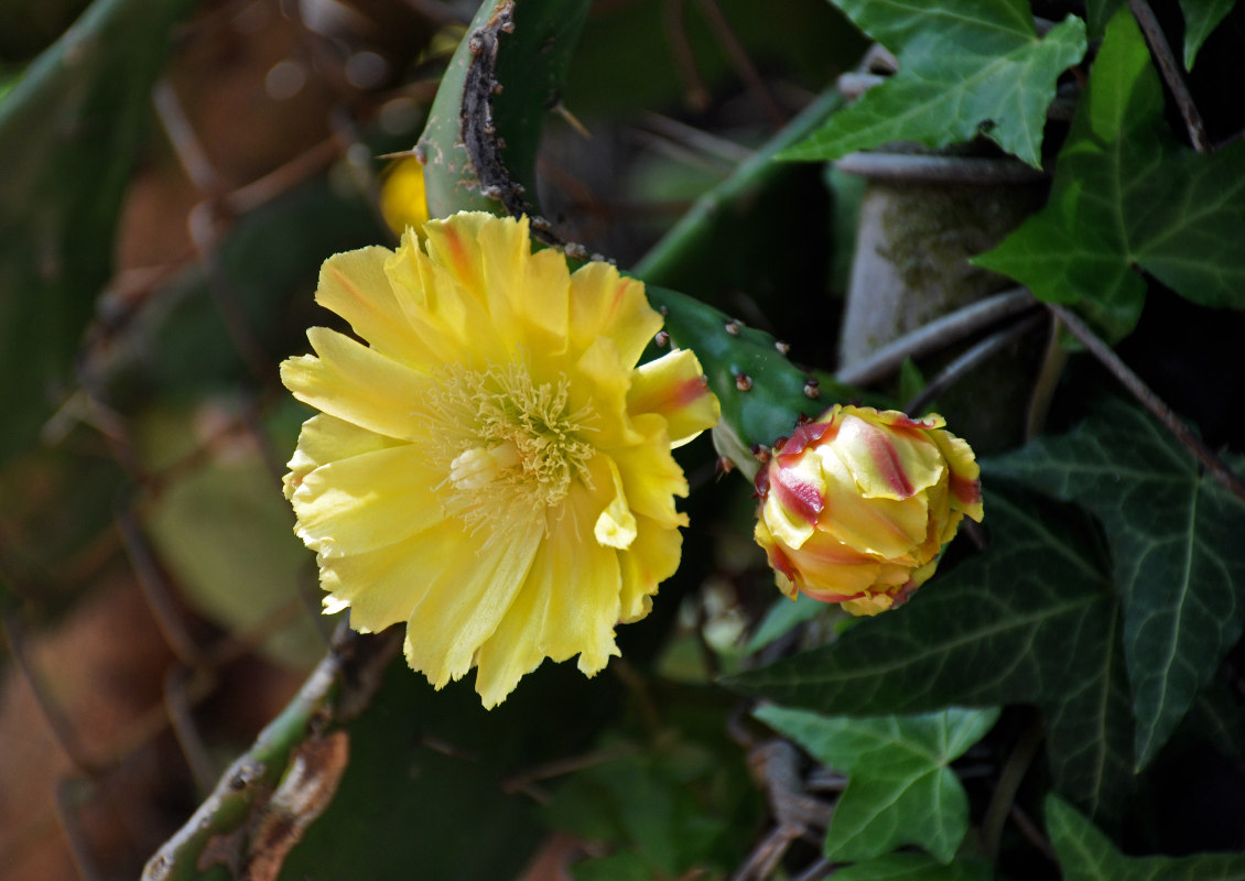 Изображение особи Opuntia discata.