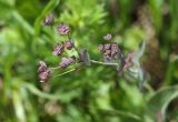 Bupleurum longifolium подвид vapincense. Соцветие. Чехия, Оломоуцкий край, природный заповедник Jeseníky, субальпийский луг. 15.06.2017.