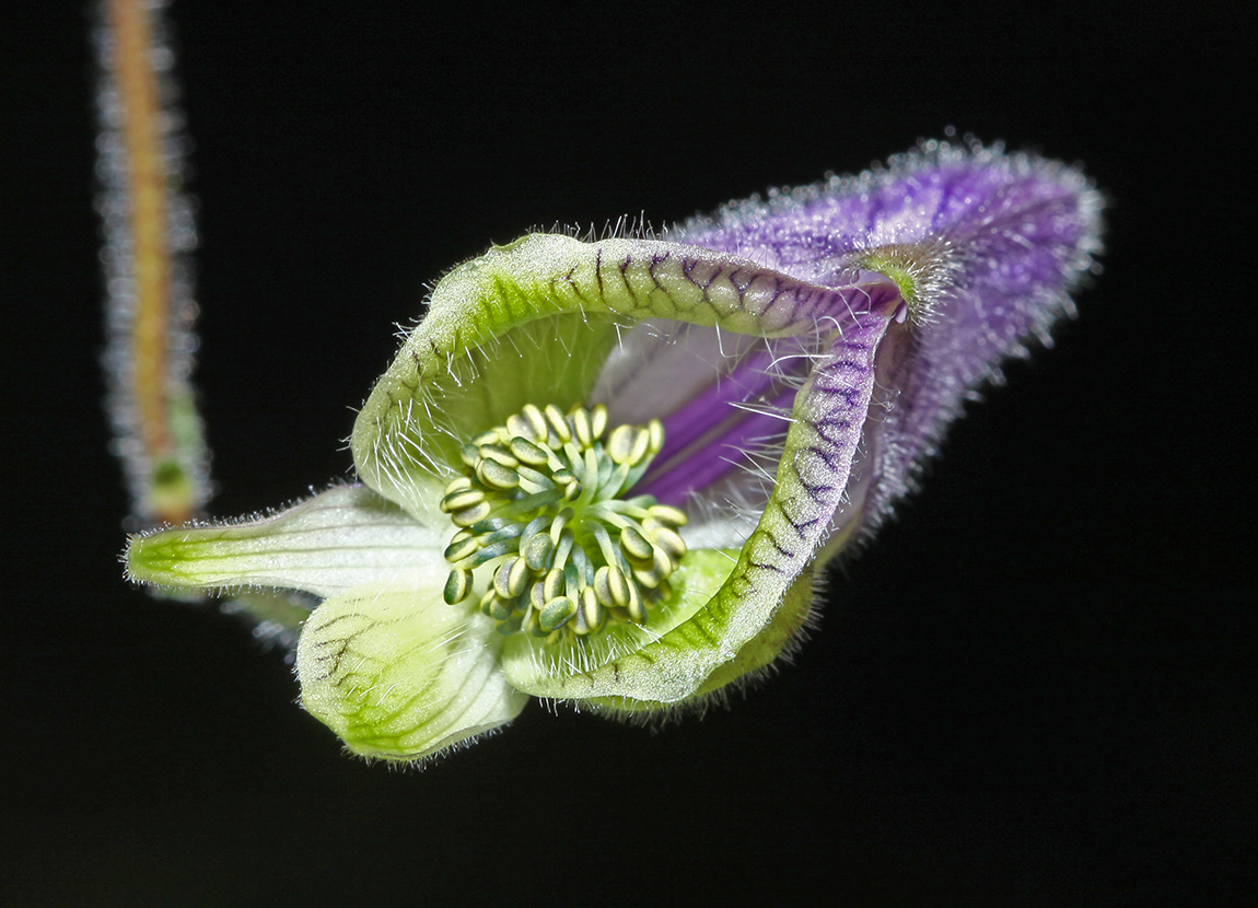Изображение особи Aconitum stoloniferum.