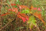 Quercus rubra