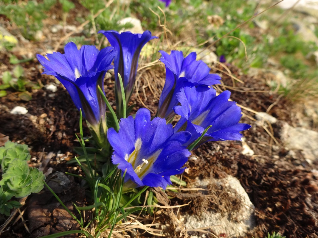 Изображение особи Gentiana grandiflora.