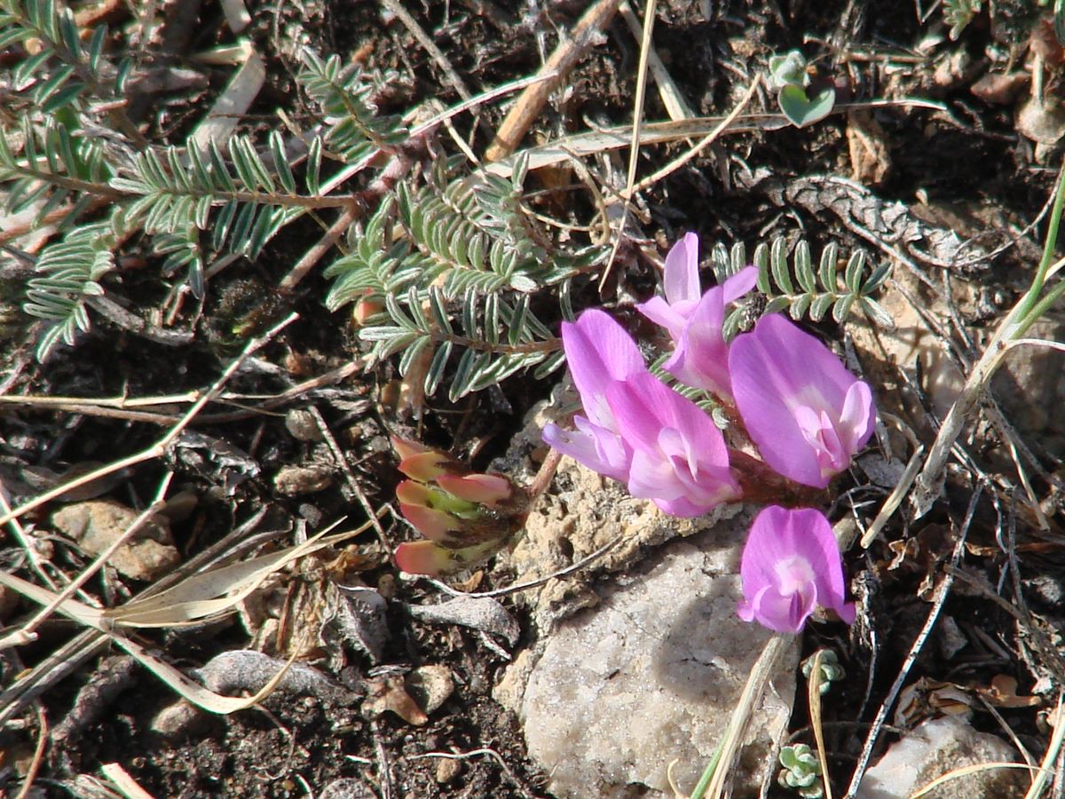 Изображение особи Astragalus angarensis ssp. ozjorensis.