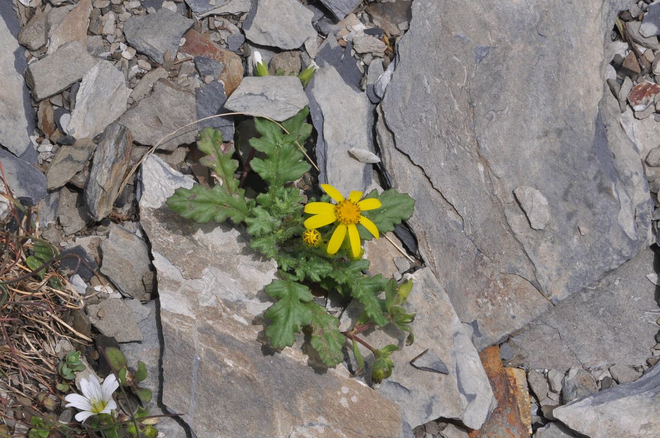 Изображение особи Senecio sosnovskyi.