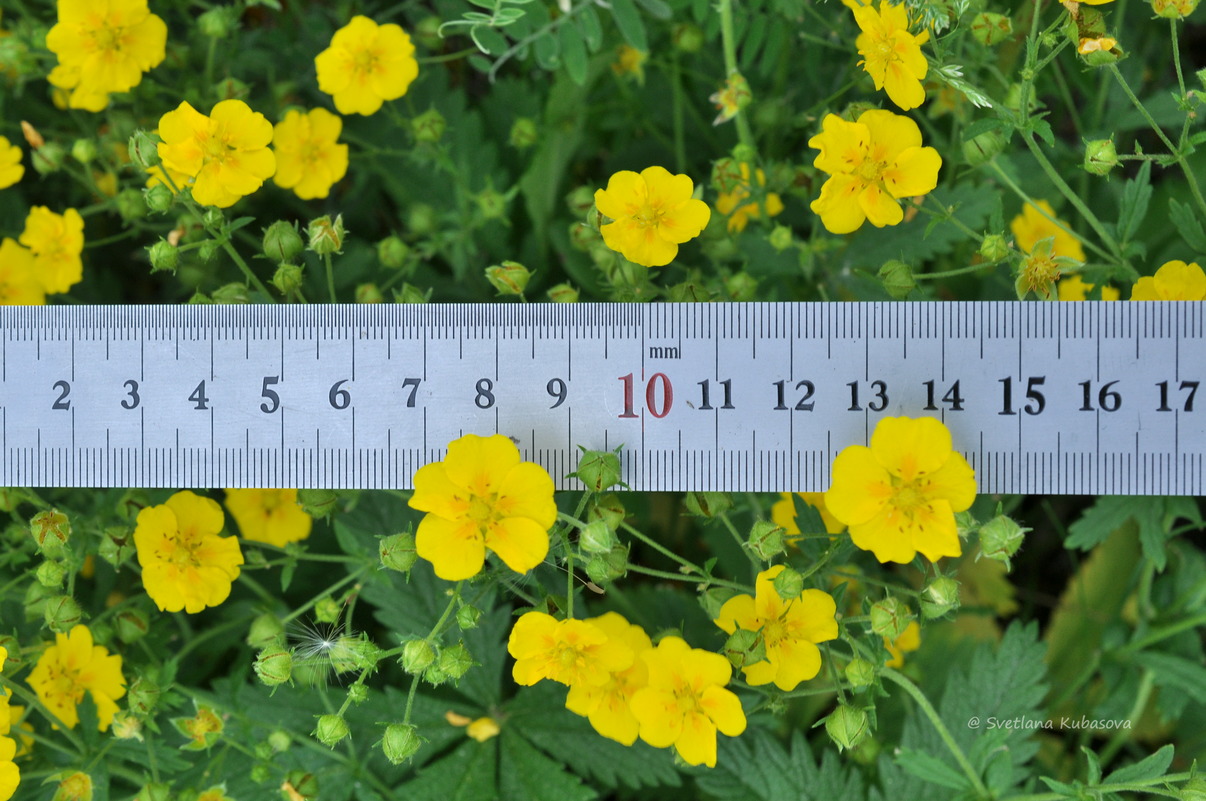 Изображение особи Potentilla chrysantha.