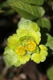 Chrysosplenium alternifolium