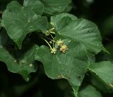 Tilia cordata