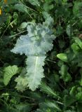 Papaver somniferum