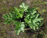 Crambe tataria