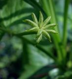 Caltha palustris