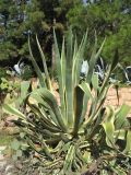 Agave americana разновидность marginata. Вегетирующее растение. Испания, Каталония, провинция Girona, Costa Brava, Blanes, ботанический сад \"Pinya de Rosa\". 27 октября 2008 г.