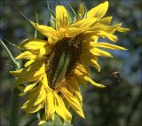 Helianthus annuus