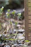 Arabidopsis thaliana