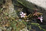 Plumbago europaea. Соцветие. Хорватия, Дубровник, побережье Адриатического моря, глинистый приморский склон. 29 августа 2010 г.