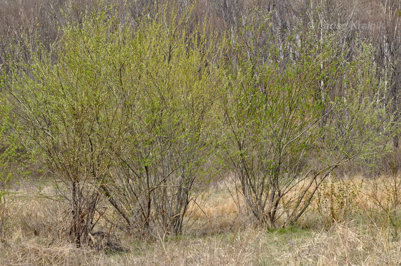 Image of Salix schwerinii specimen.