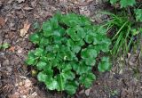 Hepatica nobilis