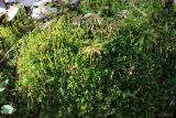 Plagiomnium cuspidatum. Растения на стволе упавшего дерева. Тульская обл., окр. пос. Дубна, лиственный лес Просек, дно оврага. 22.04.2021.