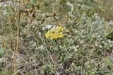 Helichrysum arenarium