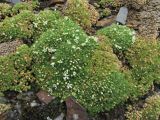 Minuartia brotheriana