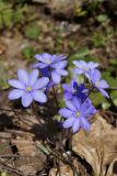 Hepatica nobilis