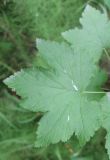 Ribes pallidiflorum. Лист. Камчатский край, Елизовский р-н, долина реки Авача, каменноберёзовый лес из Betula ermanii с участием березы плосколистной (B. platyphylla). 03.08.2022.