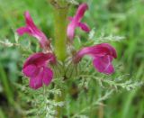 Pedicularis myriophylla. Фрагмент соцветия. Бурятия, Закаменский р-н, окр. с. Далахай. 20-22.07.2009.