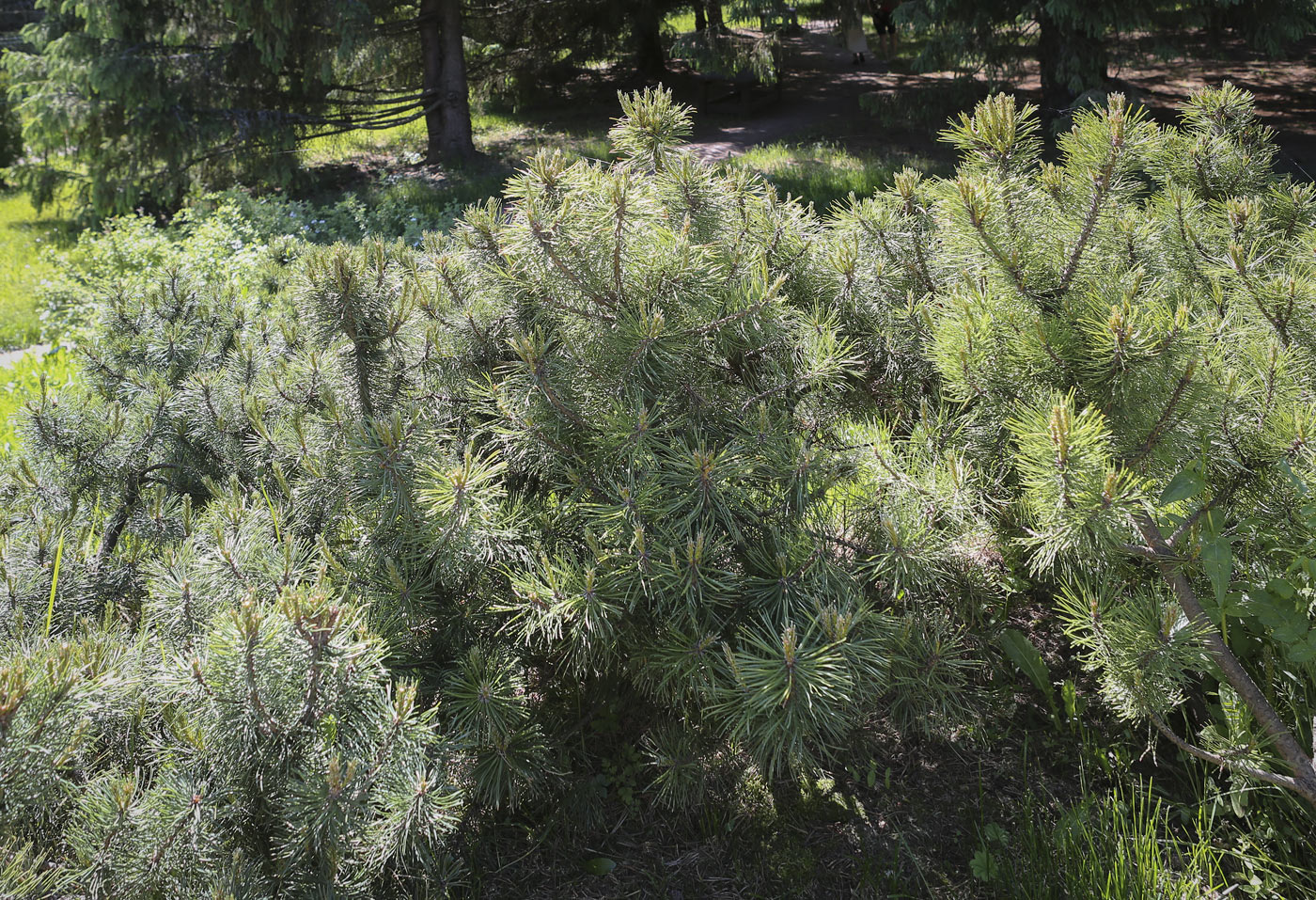 Изображение особи Pinus mugo.