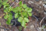 Salix pyrolifolia